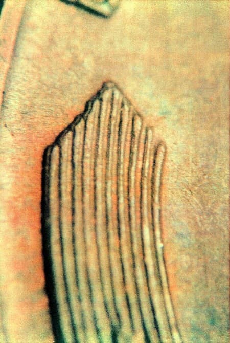 1945 Doubled Die Reverse WDDR-024
