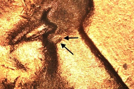 1955-D Doubled Die Obverse WDDO-005