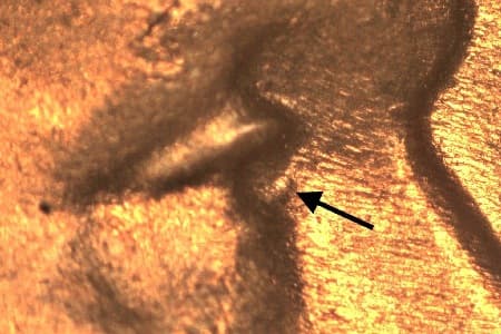 1955-D Doubled Die Obverse WDDO-006