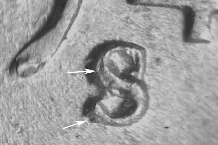1949-S Repunched Mintmark WRPM-014