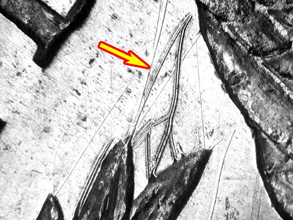 1878-P VAM-14.4A