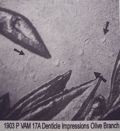1903-P VAM-17A