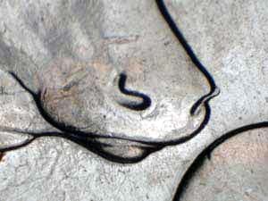 2004 Doubled Die Reverse DDR-003
