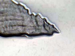 2005-S Doubled Die Reverse DDR-007