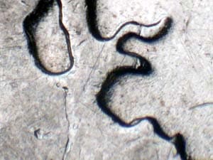 2007-D Doubled Die Reverse DDR-001