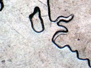 2007 Doubled Die Reverse DDR-043