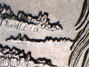 2015 Doubled Die Reverse DDR-007