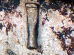 1941 Doubled Die Obverse DDO-002
